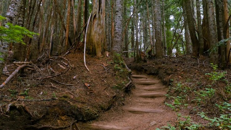 Scenic forest trail surrounded by lush green trees, perfect for peaceful nature walks and mindfulness retreats in Jharkhand.